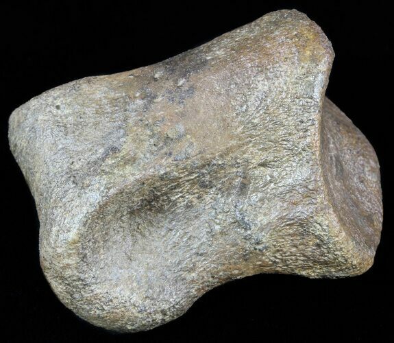 Thescelosaurus Toe Bone - Montana #54910